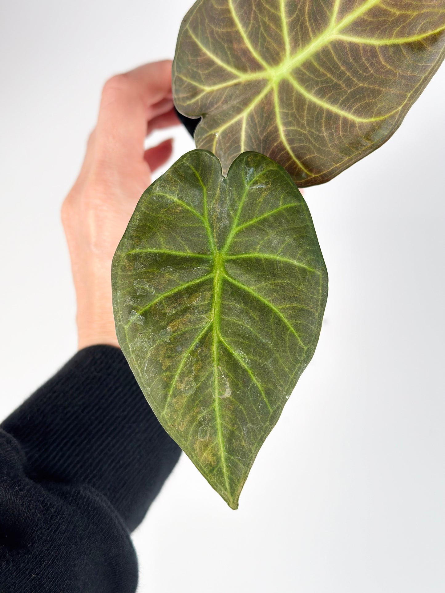 Alocasia Regal Shield Aurea Variegated Exact Plant#3