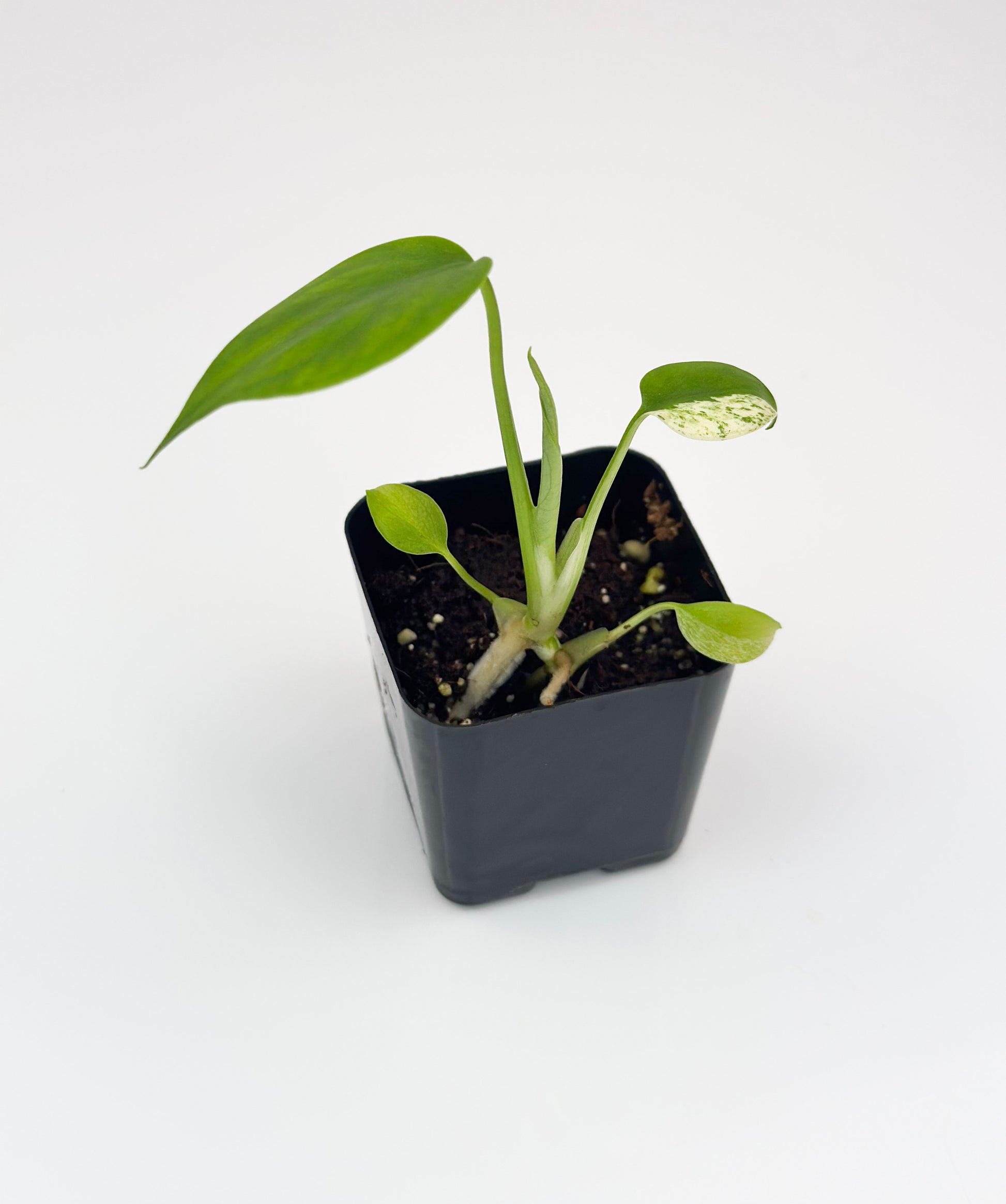monstera starter plant Montera Mint Starter Plant Exact *Possible Reverting – WillowLeaf Plants