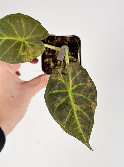 Alocasia Regal Shield Aurea Variegated Exact Plant#3