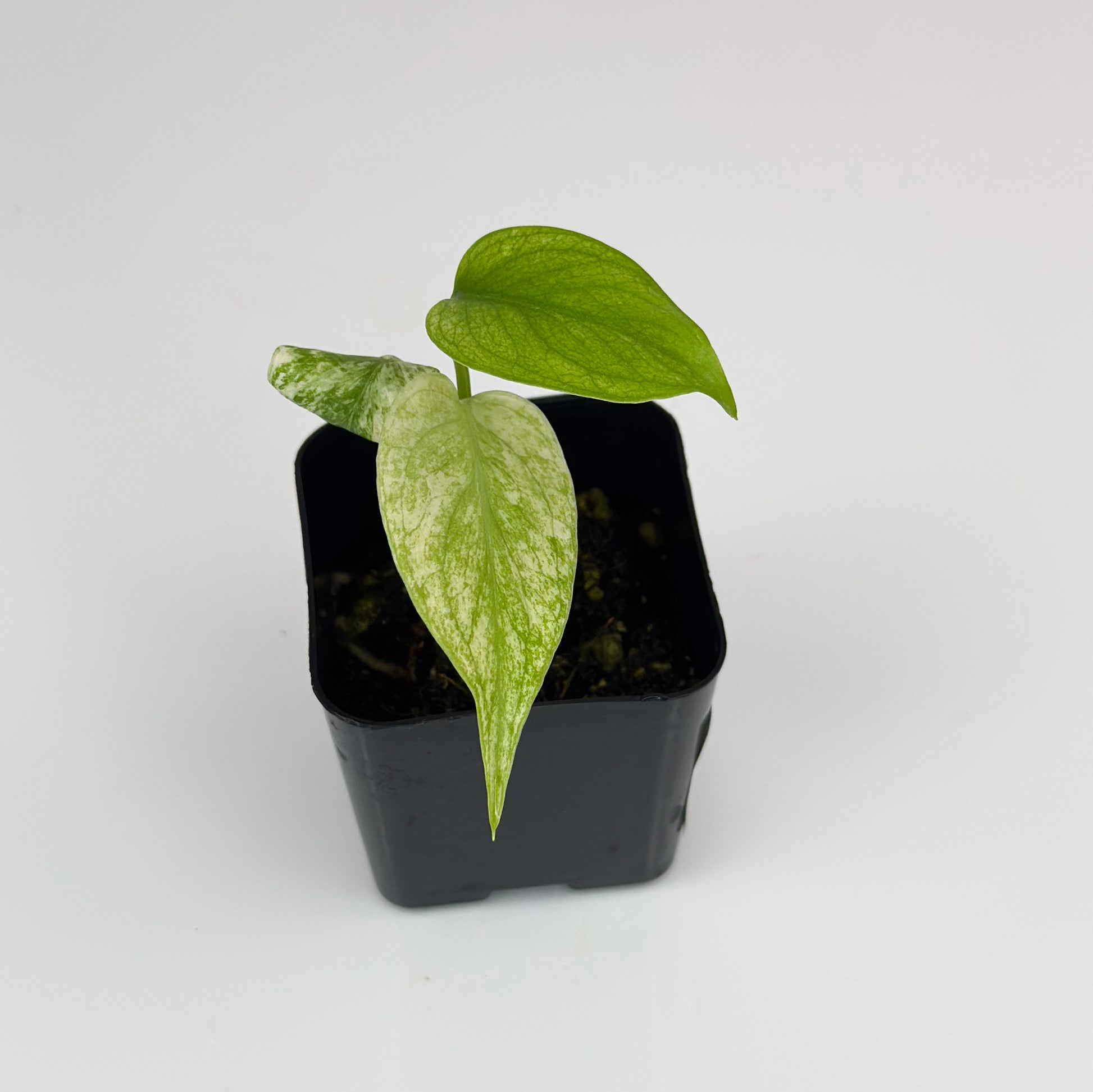 Montera Mint Starter Plant - WillowLeaf Plants