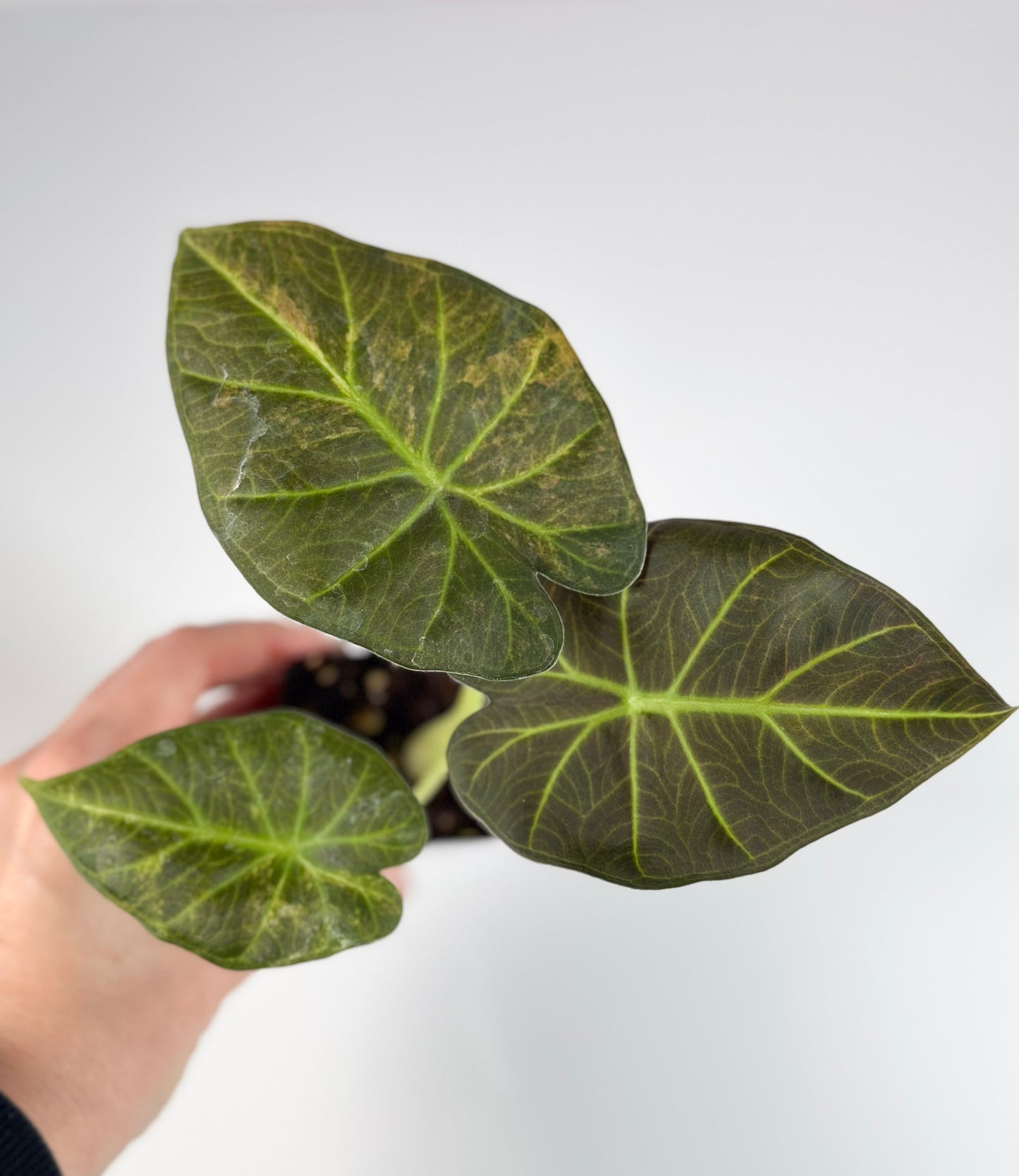 Alocasia Regal Shield Aurea Variegated Exact Plant#3