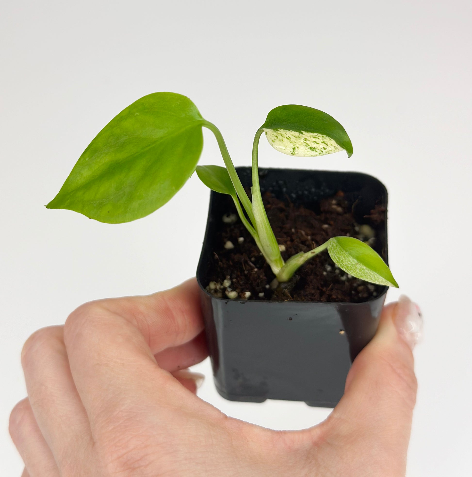 monstera plant starter Montera Mint Starter Plant Exact *Possible Reverting – WillowLeaf Plants