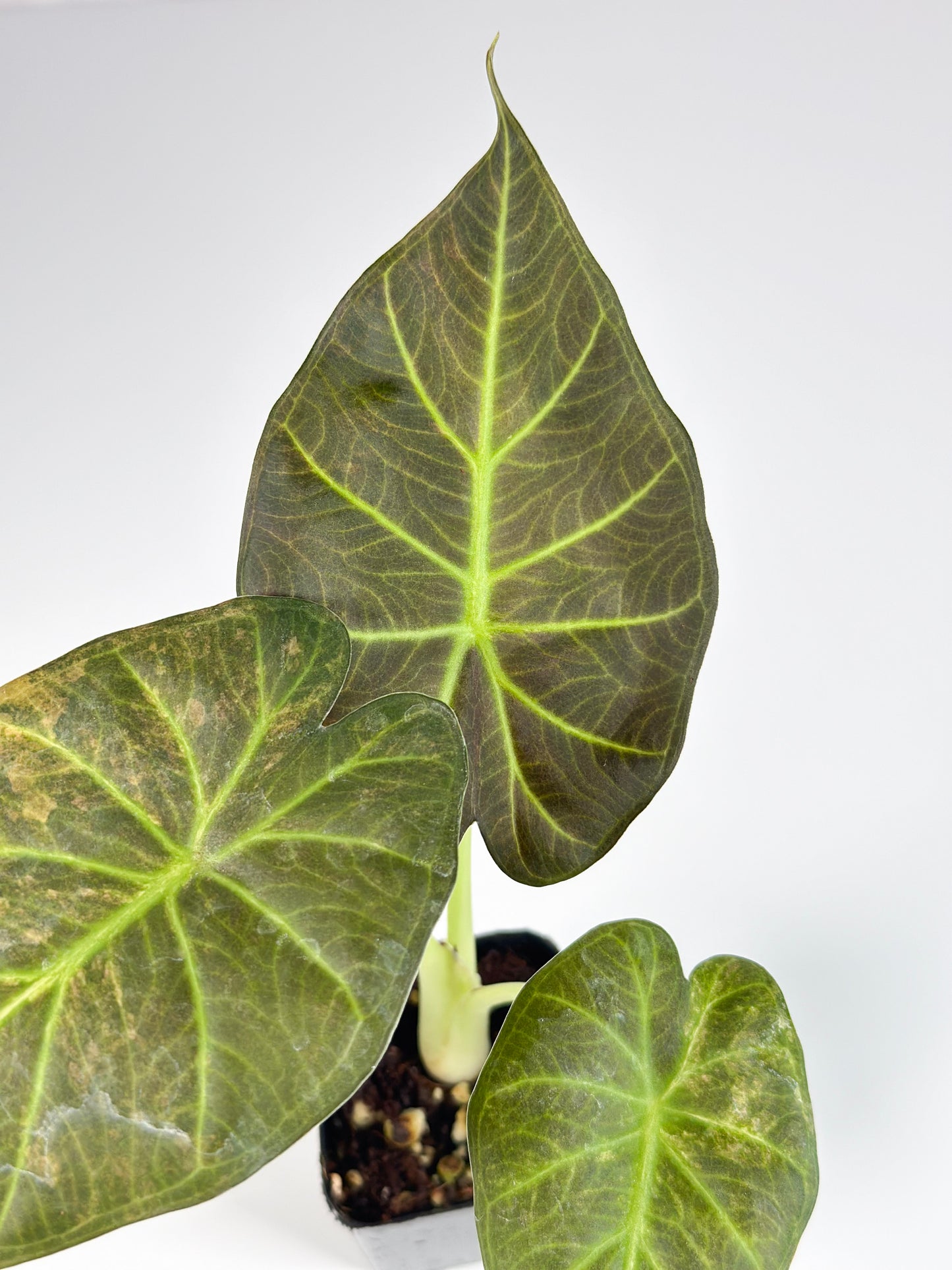 Alocasia Regal Shield Aurea Variegated Exact Plant#3