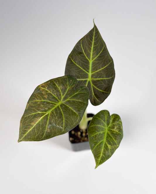 Alocasia Regal Shield Aurea Variegated Exact Plant#3