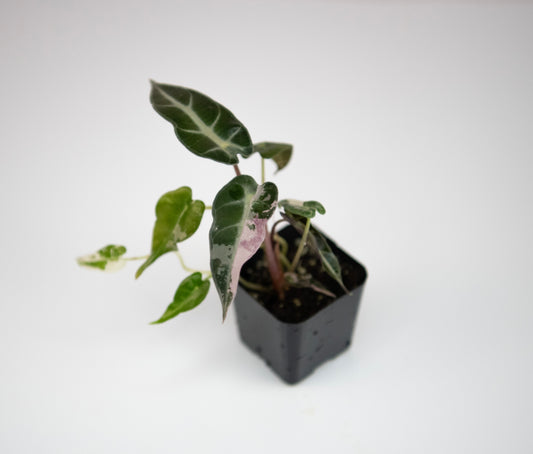 Alocasia Bambino Pink - WillowLeaf Plants