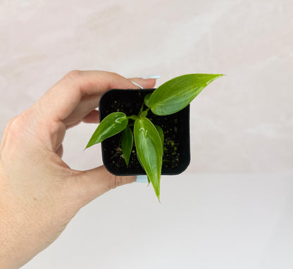philodendron frits wentii Spiritus Sancti Philodendron Starter Plant – WillowLeaf Plants