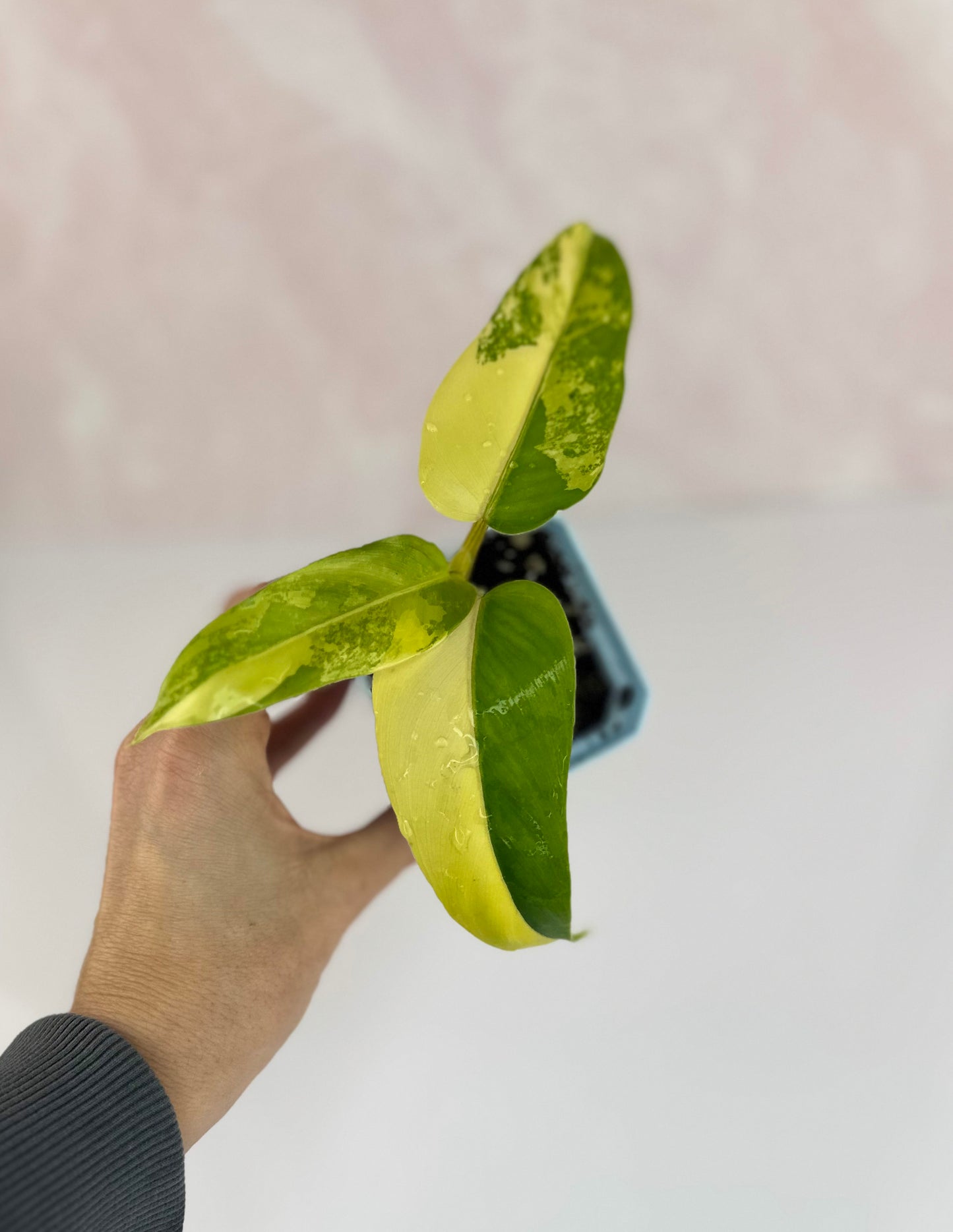 Variegated Philodendron Domesticum - WillowLeaf Plants