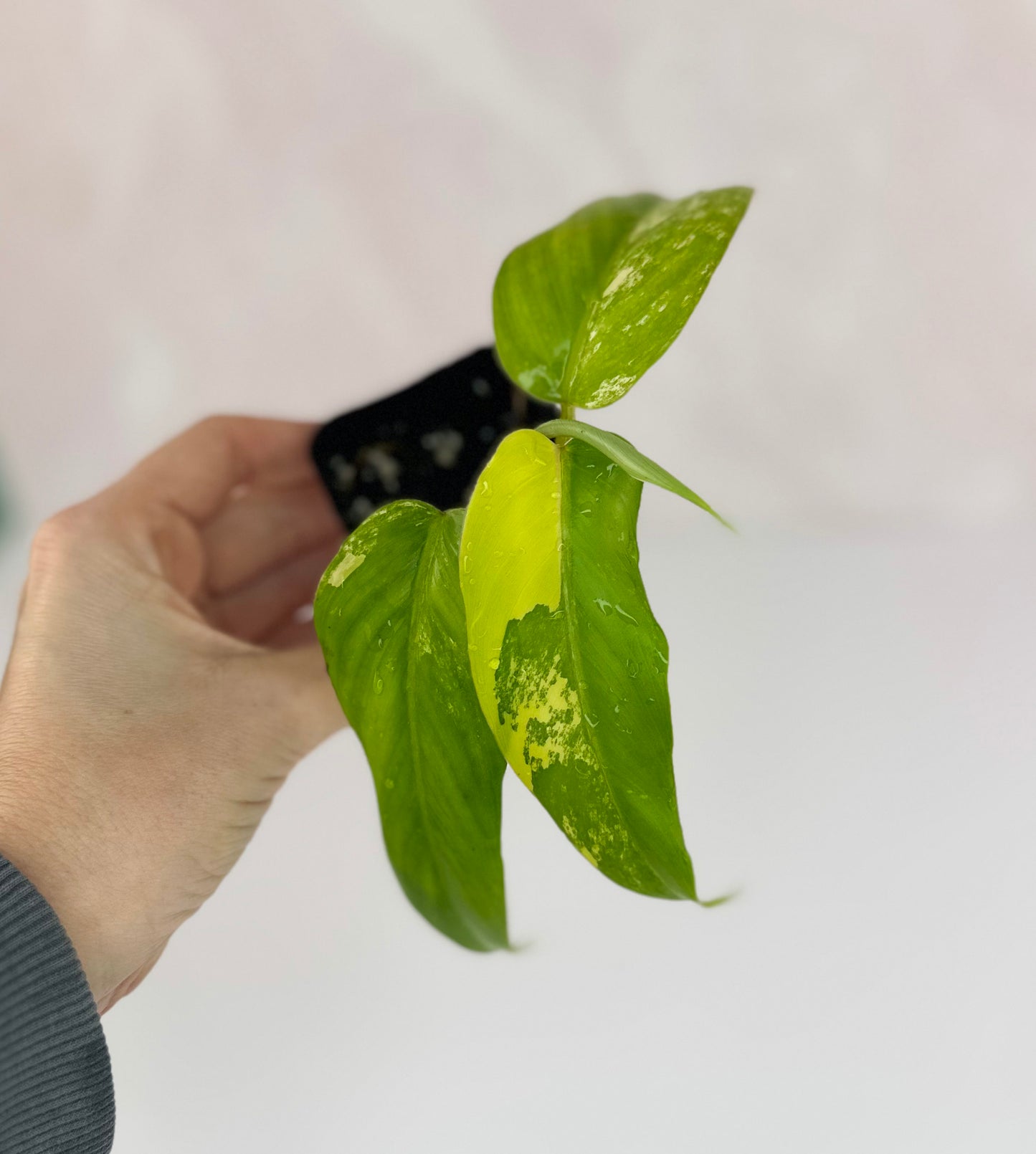 Variegated Philodendron Domesticum - WillowLeaf Plants