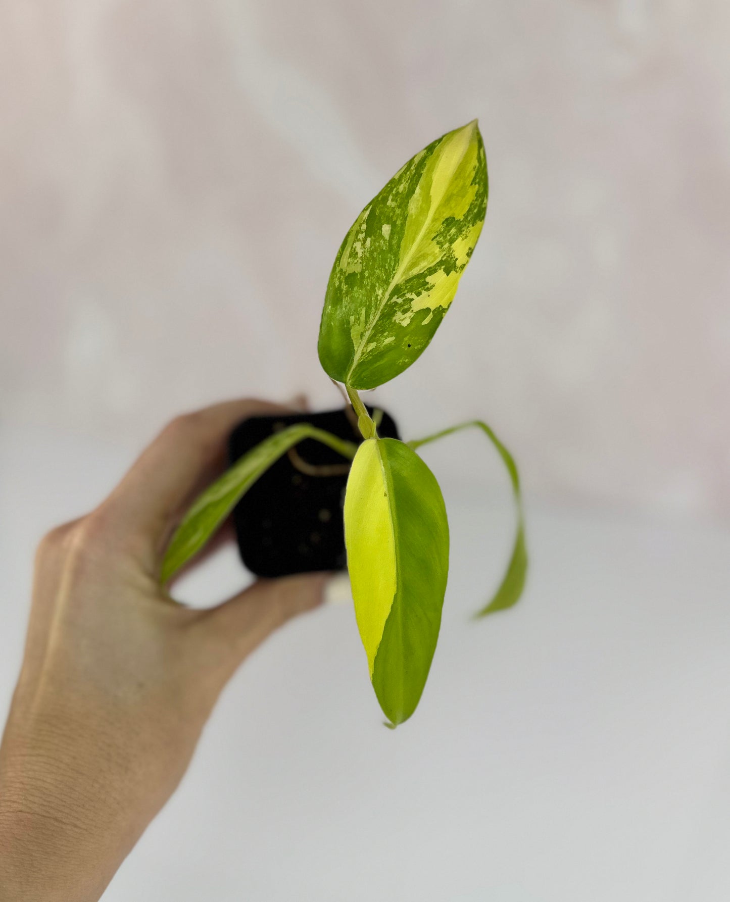 Variegated Philodendron Domesticum - WillowLeaf Plants