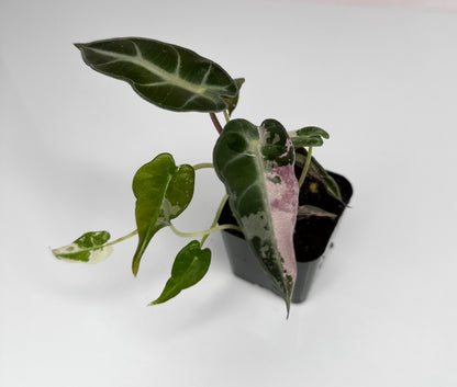 Alocasia Bambino Pink - WillowLeaf Plants