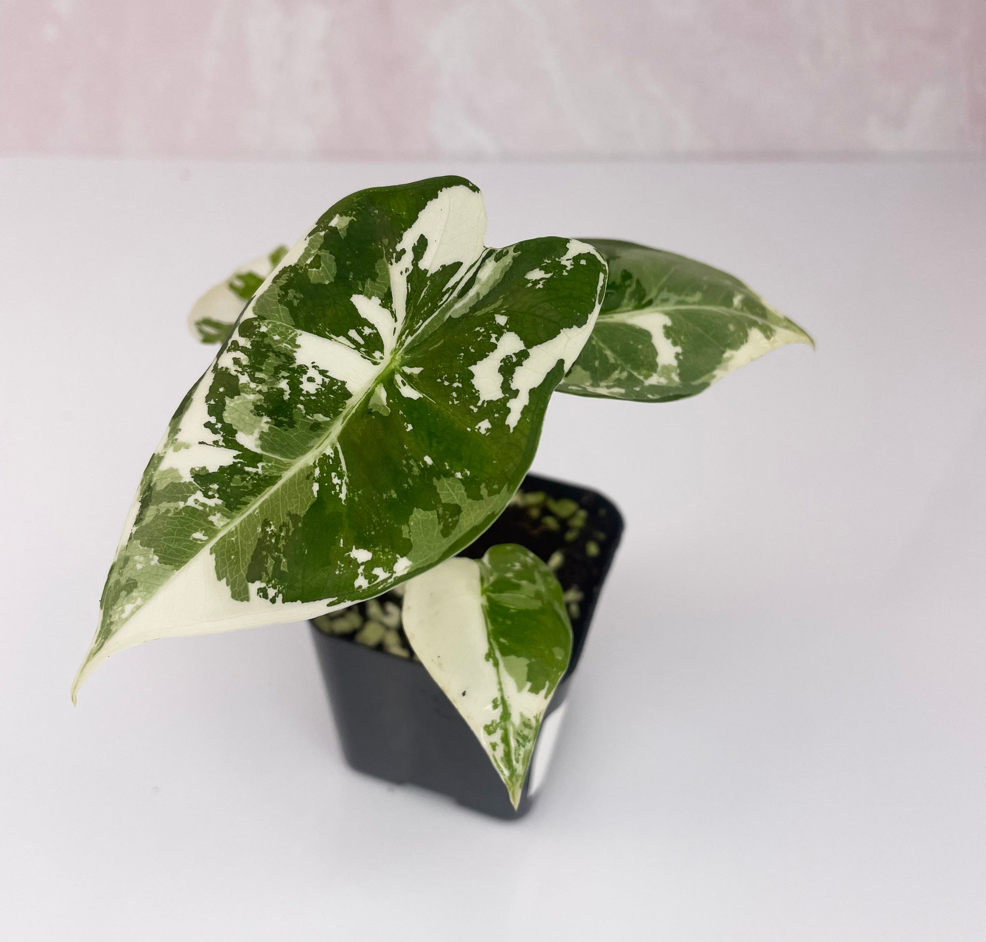 Alocasia Frydek Variegated - WillowLeaf Plants