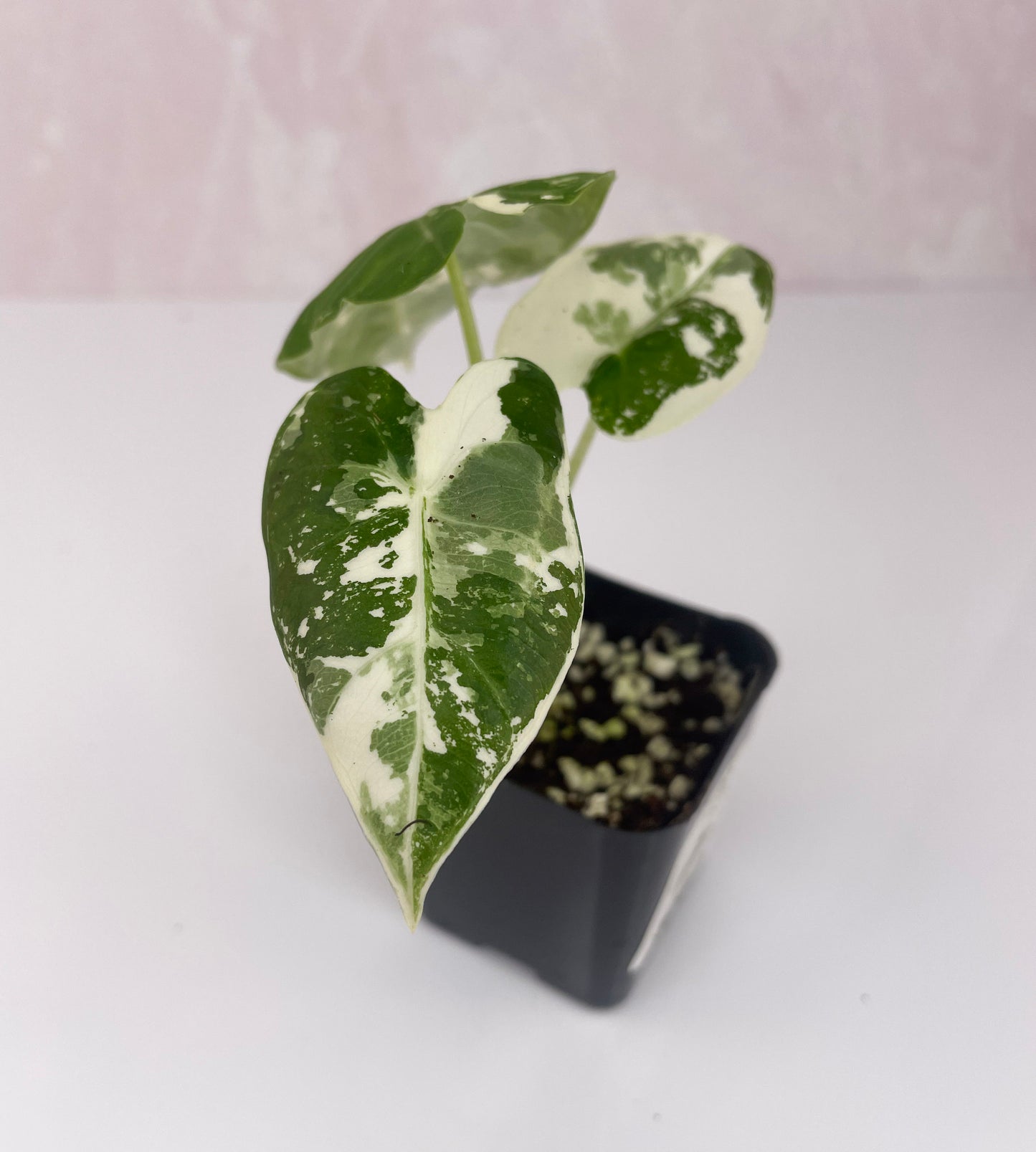 Alocasia Frydek Variegated - WillowLeaf Plants