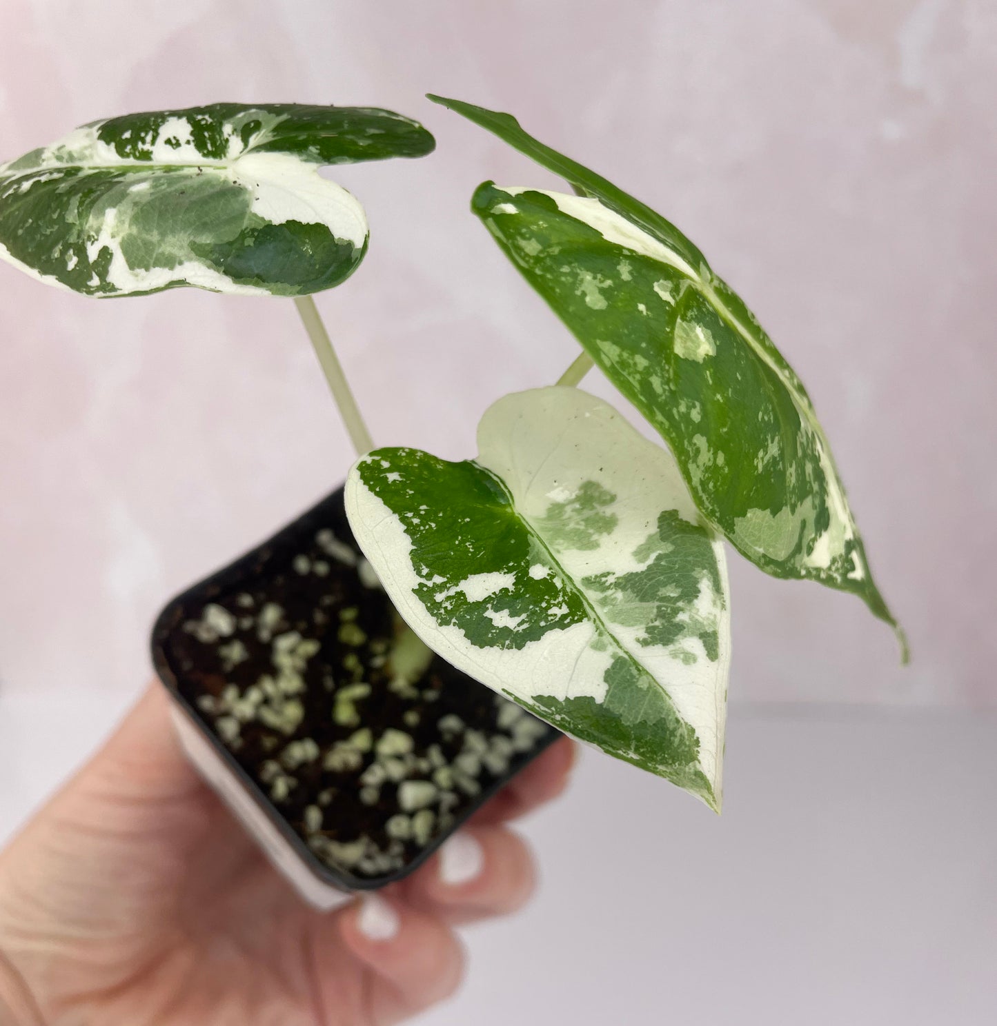 Alocasia Frydek Variegated - WillowLeaf Plants